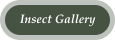 Insect Gallery