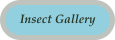 Insect Gallery