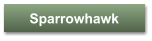 Sparrowhawk